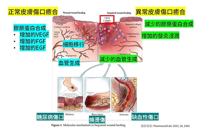 PDRN 能活化成纖維母細胞（Fibroblasts），促進膠原蛋白與彈性蛋白合成，使肌膚恢復緊緻與彈性。