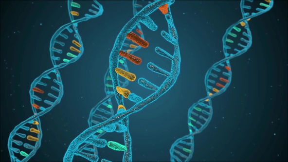 研究表明,遺傳因素在肥胖症的發生中起著重要作用。一些人天生有易於積累脂肪的基因,使他們更容易成為肥胖者。